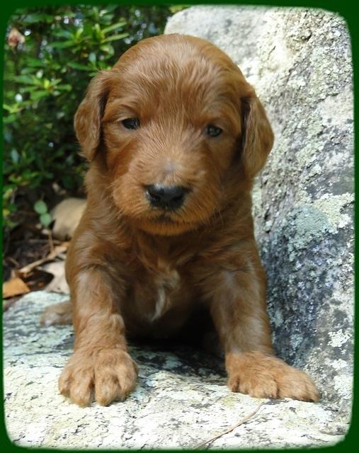 KT pups 3 wks old Image00050