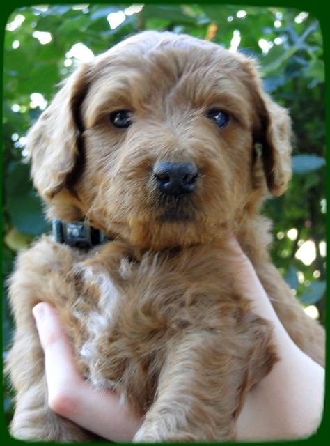 KT pups 5 wks old 27