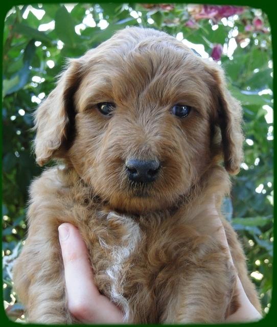 KT pups 5 wks old 28