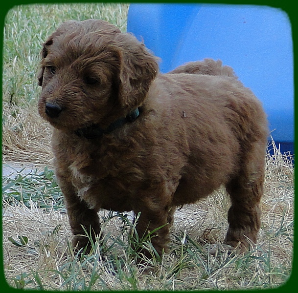 KT pups 5 wks old 47 (2)