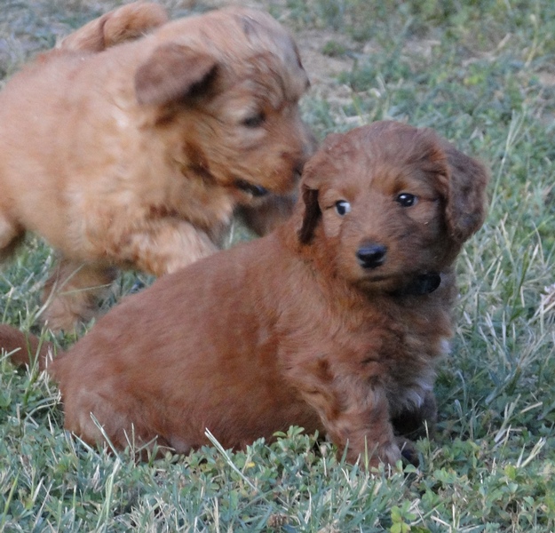 KT pups 5.5 wks old 4