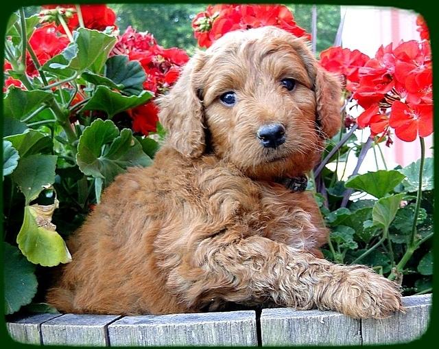 KT pups 6 wks old 37