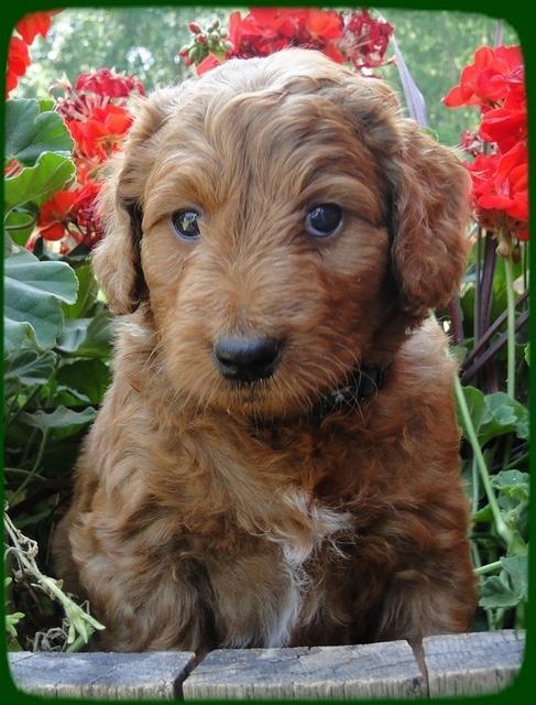 KT pups 6 wks old 42