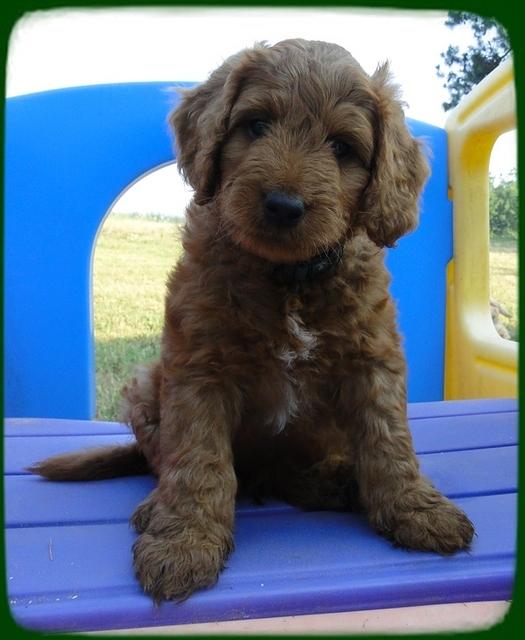 KT pups 7 wks old 2