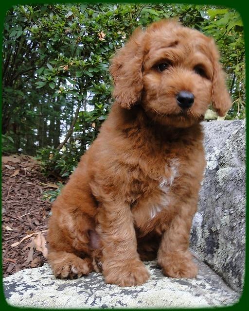 KT pups 8 wks old 2