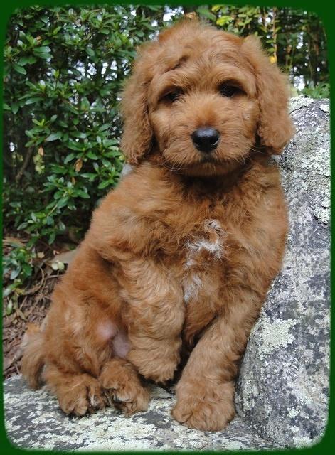 KT pups 8 wks old