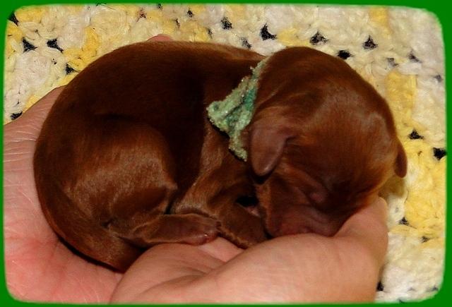 KT pups 2 days old 27