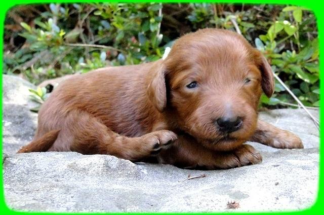 KT pups 2 wks old 27