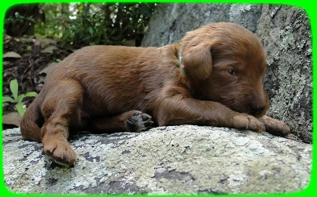 KT pups 2 wks old 28