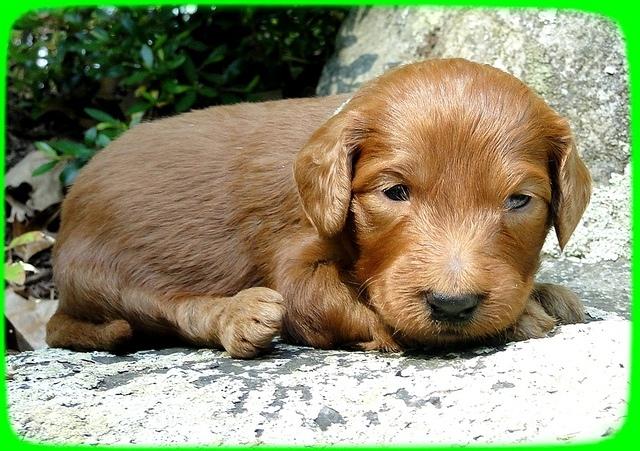 KT pups 3 wks old Image00069