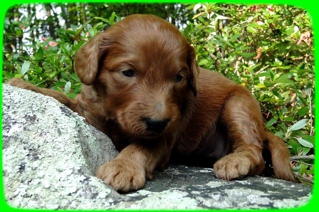 KT pups 3 wks old Image00072