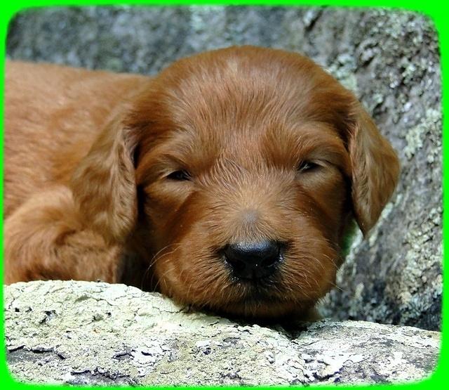 KT pups 3 wks old Image00075