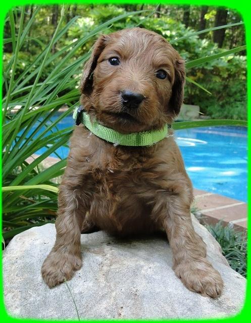 KT pups 4 wks old 28