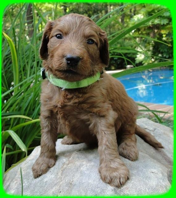 KT pups 4 wks old 29