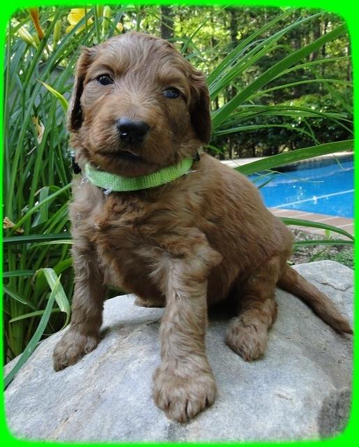 KT pups 4 wks old 30