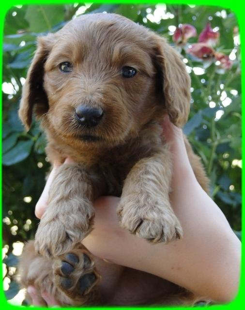 KT pups 5 wks old 8