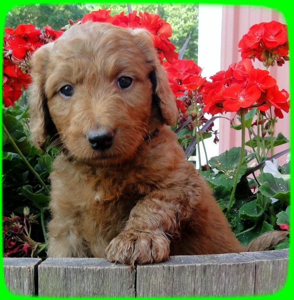 KT pups 6 wks old 19