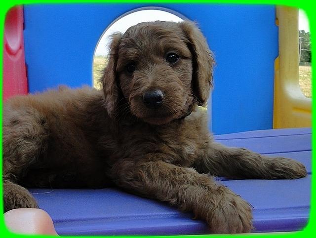 KT pups 7 wks old 26