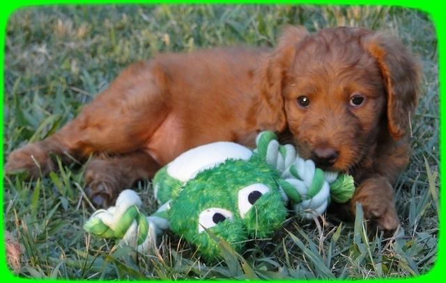 KT pups 7 wks old 47