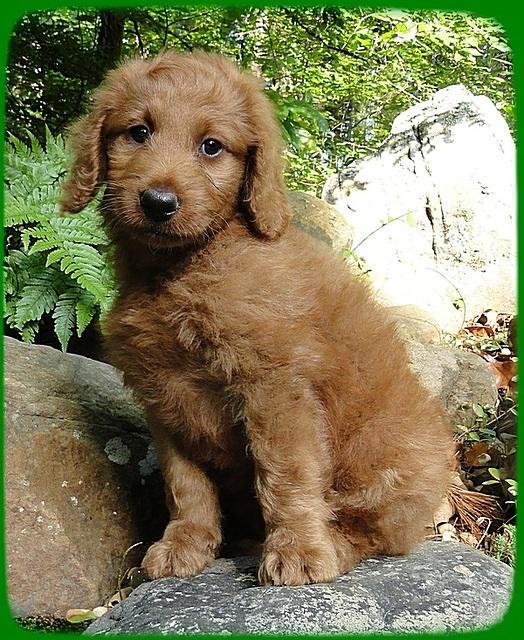 KT pups 8 wks old 92