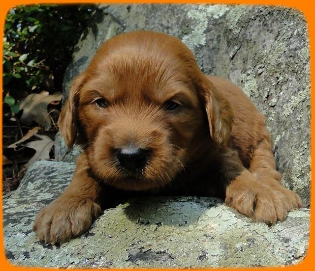 KT pups 3 wks old Image00026