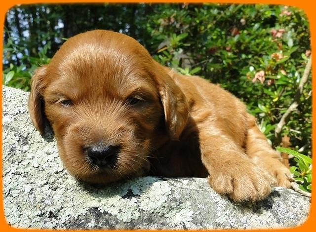 KT pups 3 wks old Image00034