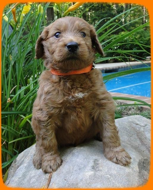 KT pups 4 wks old 11