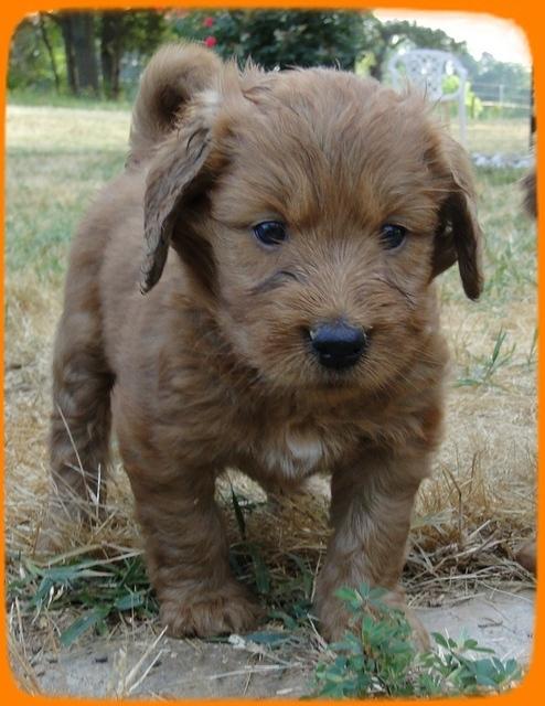 KT pups 5 wks old 44 (2)