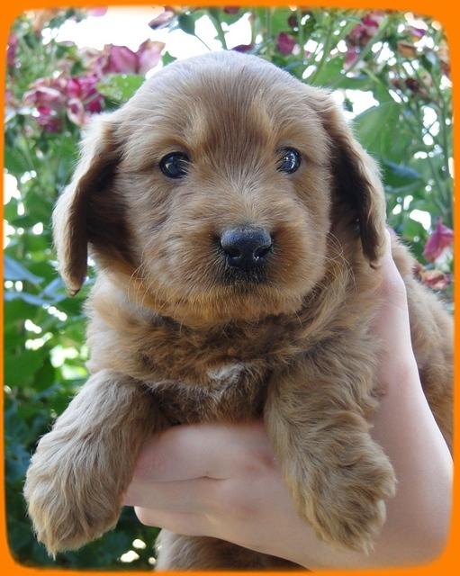 KT pups 5 wks old 5