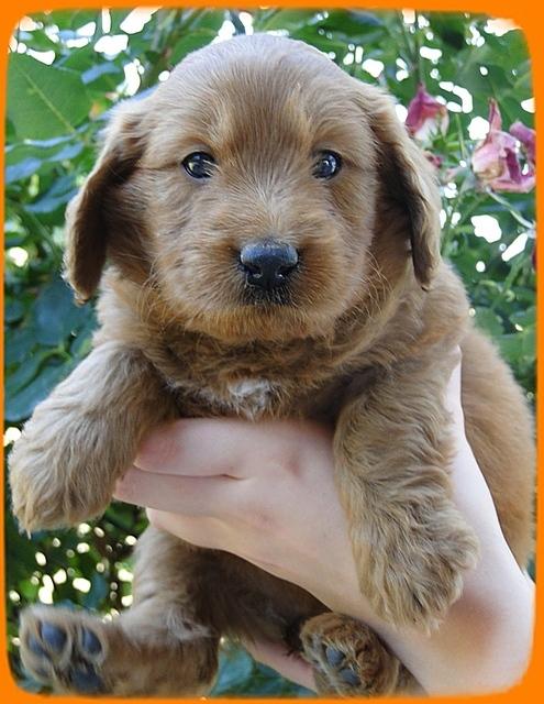 KT pups 5 wks old 6