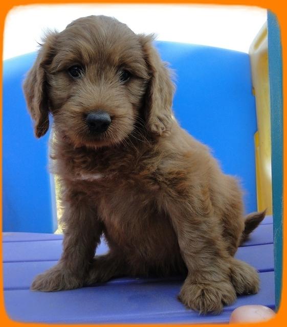 KT pups 7 wks old 37