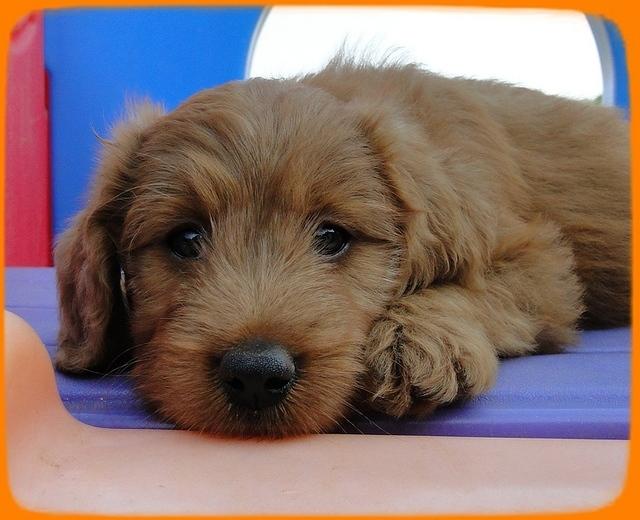KT pups 7 wks old 38