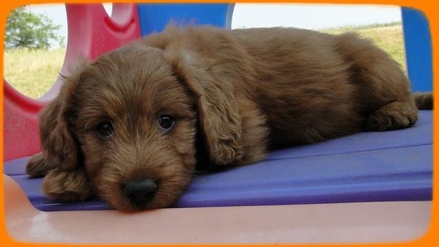 KT pups 7 wks old 39