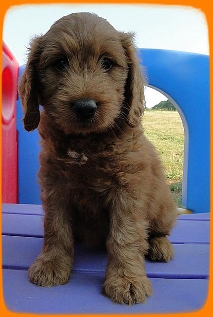 KT pups 7 wks old 40