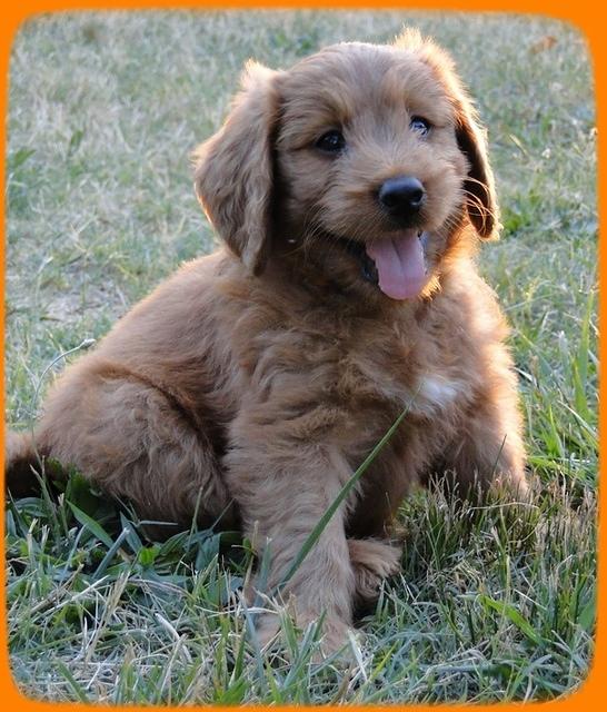 KT pups 7 wks old 51