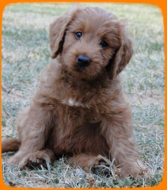 KT pups 7 wks old 55