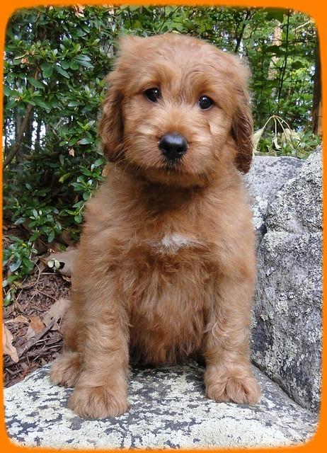 KT pups 8 wks old 3