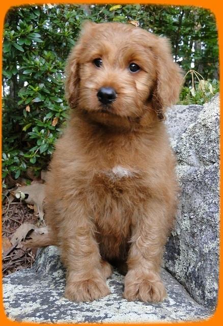 KT pups 8 wks old 5
