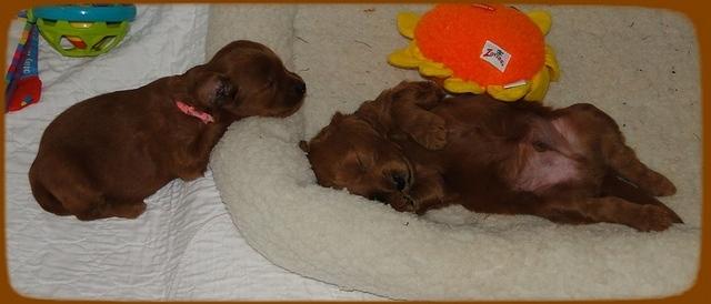 KT pink and red sleep