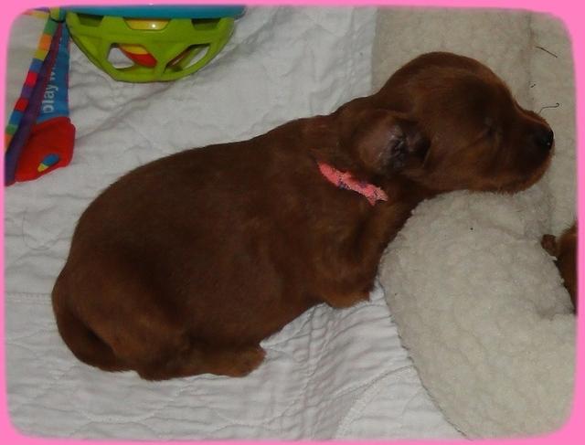 KT pups 3 wks old pink