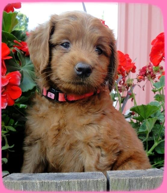 KT pups 6 wks old 2