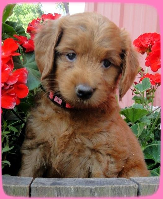 KT pups 6 wks old 3