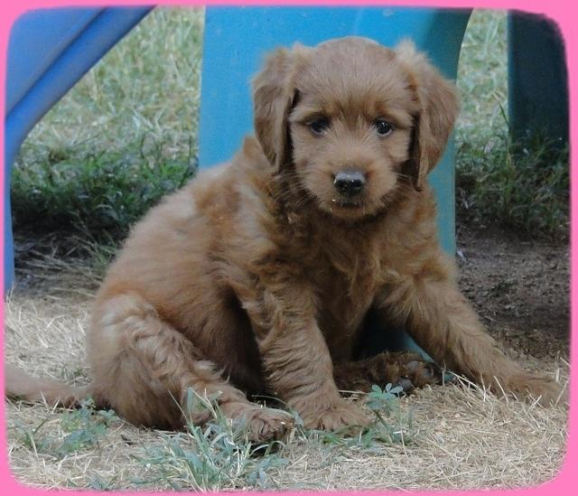 KT pups 7 wks old 50