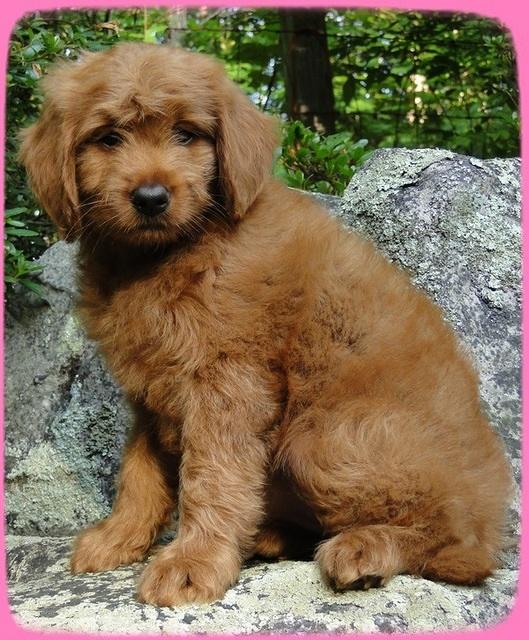 KT pups 8 wks old 94