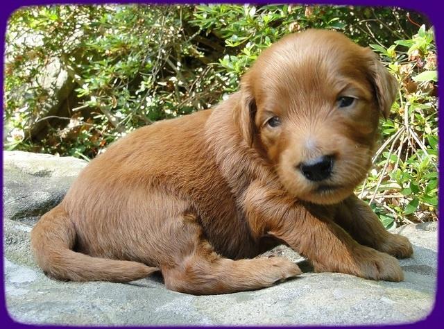KT pups 3 wks old Image00039