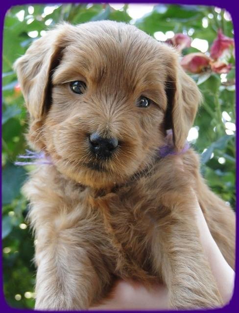 KT pups 5 wks old 11