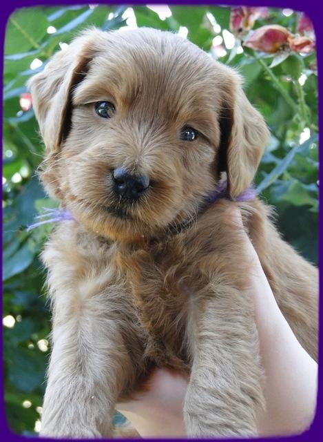KT pups 5 wks old 12
