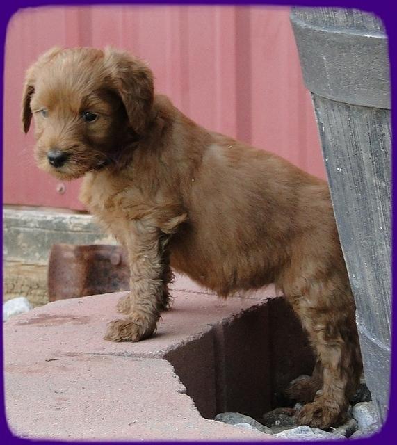 KT pups 5.5 wks old 24