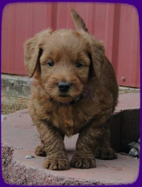 KT pups 5.5 wks old 39