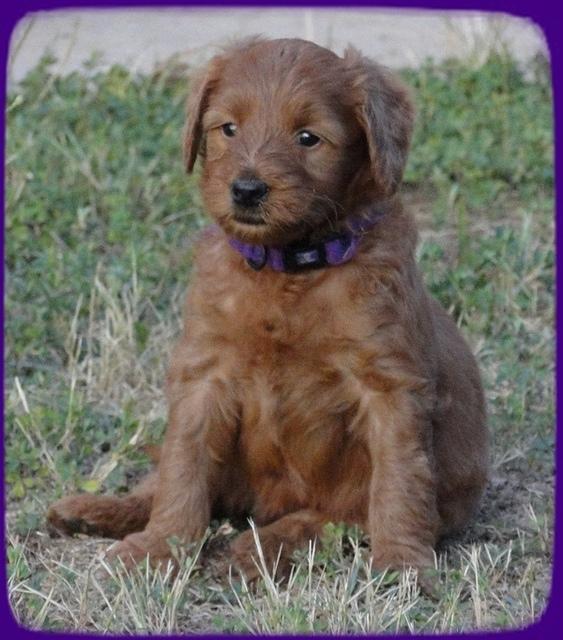 KT pups 5.5 wks old 7
